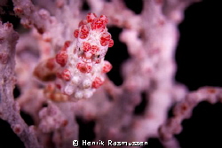 Pygmy seahorse.
Taken in Amed 2012. canon50d, 60mm macro by Henrik Rasmussen 